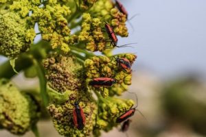 canva escarabajo insecto flor naturaleza fauna primavera