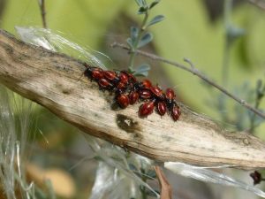 canva semilla insectos escarabajo naranja