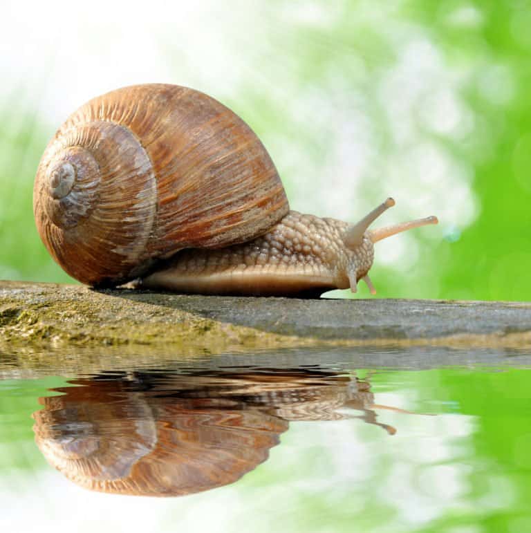 un caracol en la naturaleza