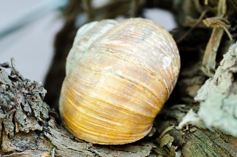 un caracol en la naturaleza.