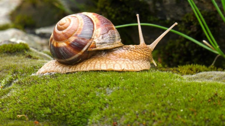 un caracol en la naturaleza