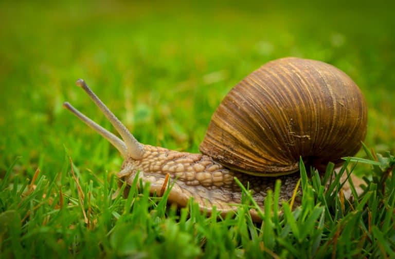 un caracol en la naturaleza