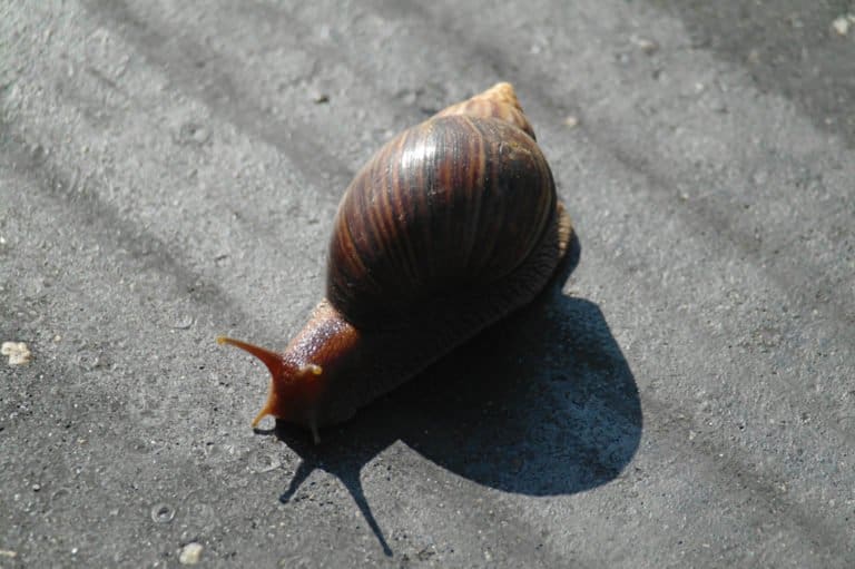 un caracol en el suelo.