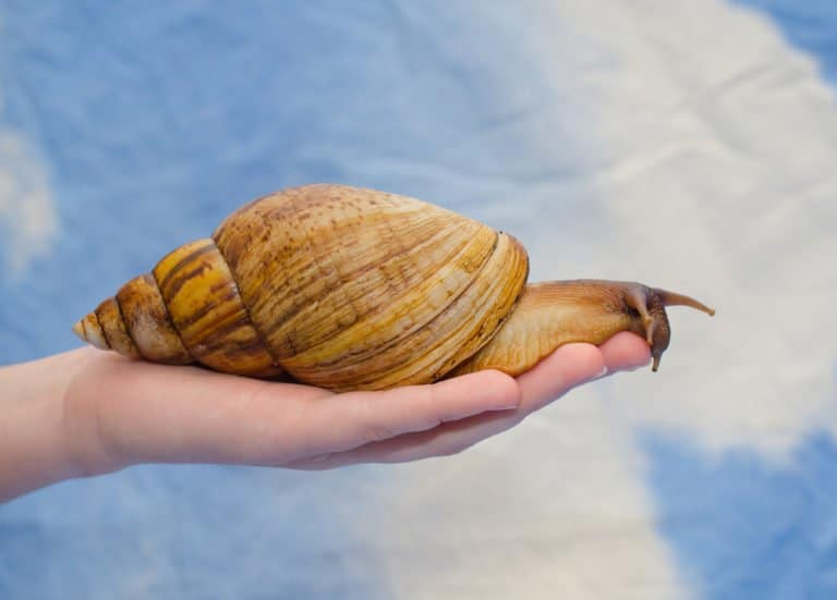 un caracol en mano humana