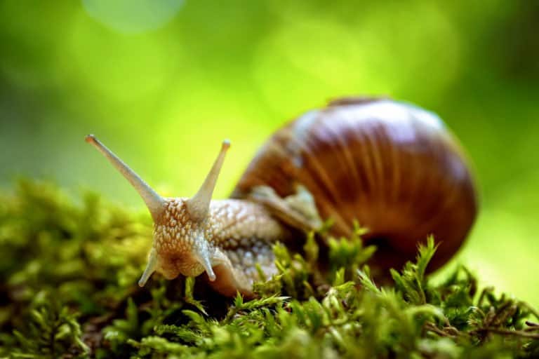 solo caracol en la naturaleza