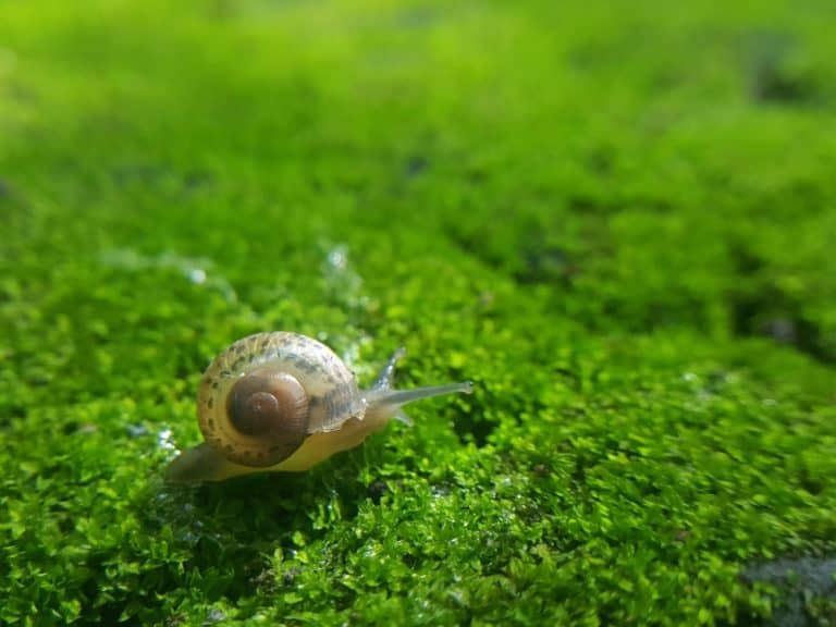 un caracol en la naturaleza