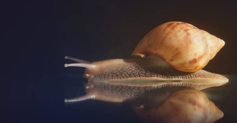 un caracol en la naturaleza