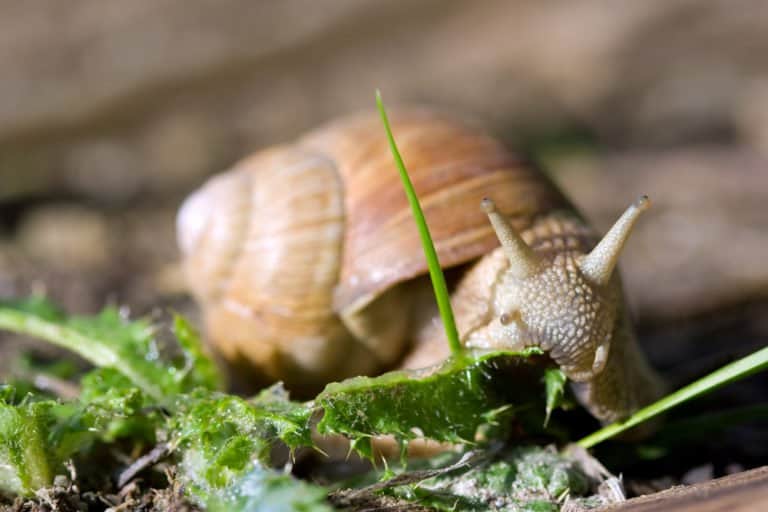 un caracol en la naturaleza.