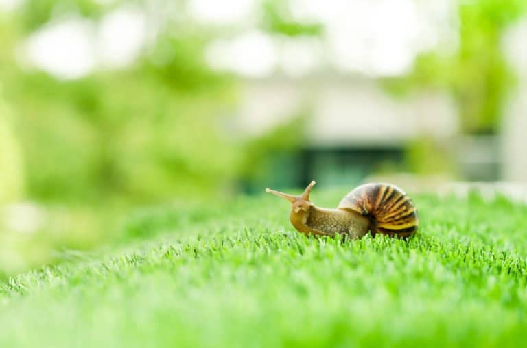 un caracol en la naturaleza.