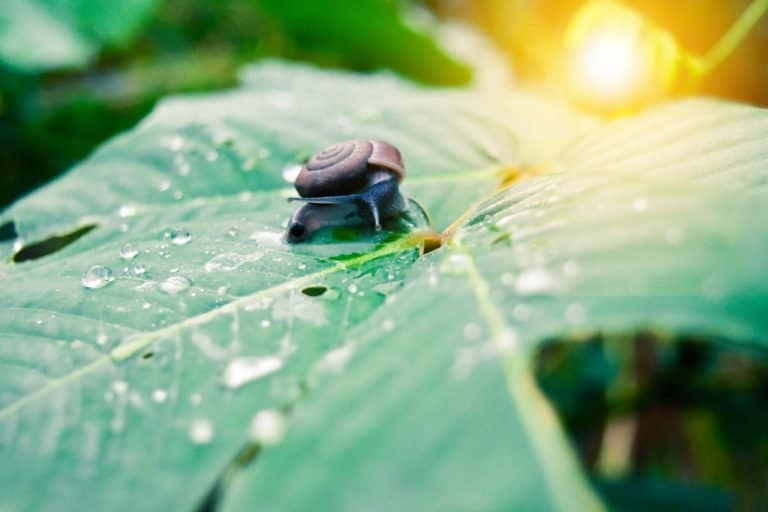 un caracol en la naturaleza.