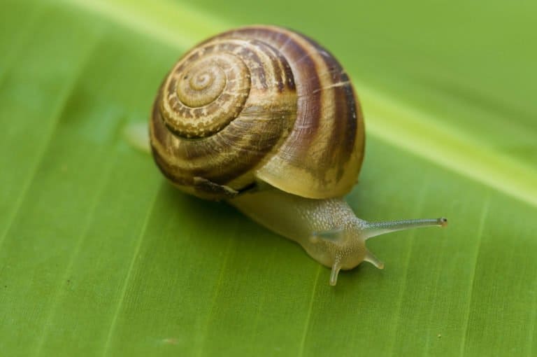 un caracol en la naturaleza.