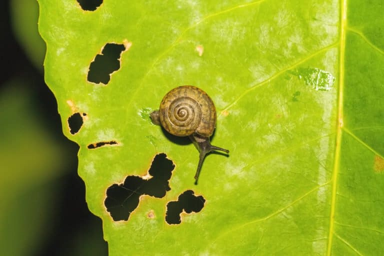 un caracol en la naturaleza.