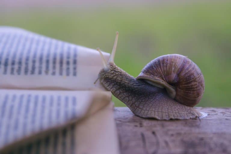 un caracol en la mesa.