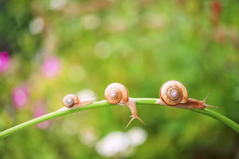 Tres caracoles en la naturaleza.