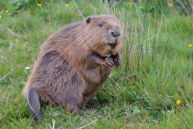 Todo Sobre el Castor