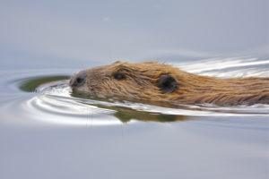 Un castor está nadando en aguas tranquilas.