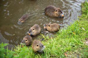 Familia de castor en el estanque.