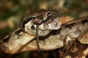 Boa constrictor está cazando ratones en el suelo