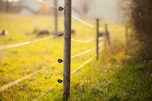 Cercas eléctricas alrededor de hermosos pastos.