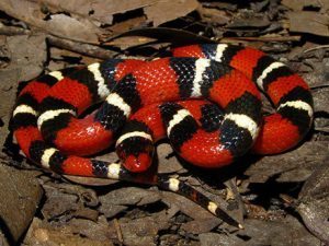 La serpiente del rey Scarlet tumbada en las hojas