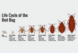 Todo lo que Necesitas Saber sobre el Ciclo de Vida de los Bichos de la Cama