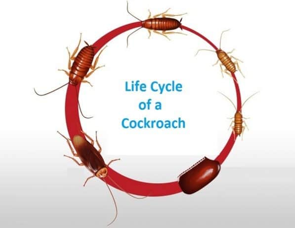 Ciclo de vida de cucarachas