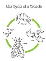 ciclo de vida de la cigarra