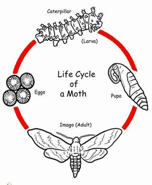 ciclo de vida de la polilla