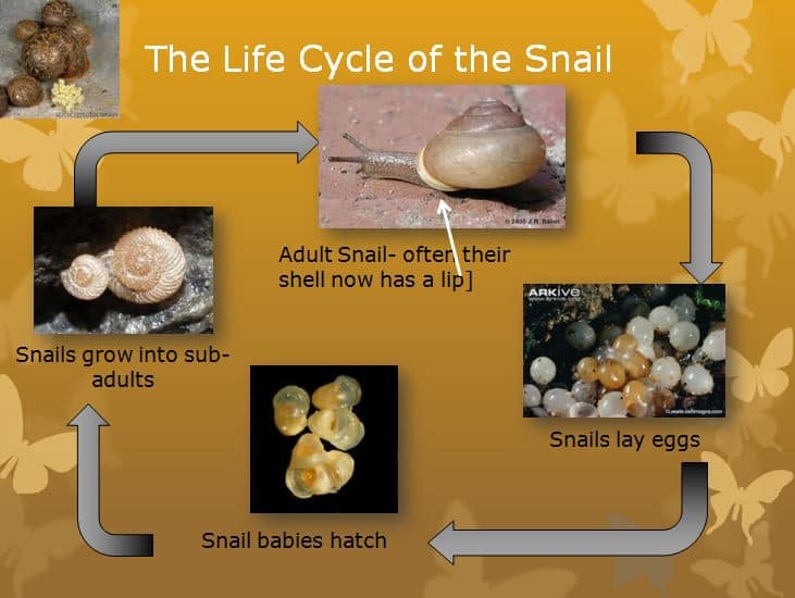 ciclo de vida de los caracoles