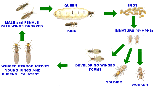 Un ciclo de vida de termitas de madera seca