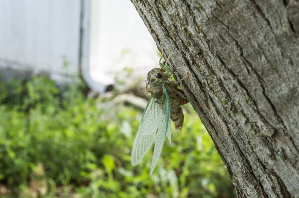 cigarra en la naturaleza