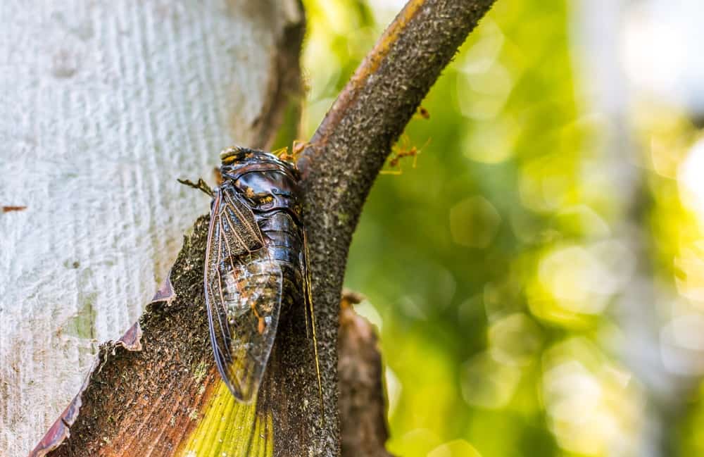 cigarra en la naturaleza