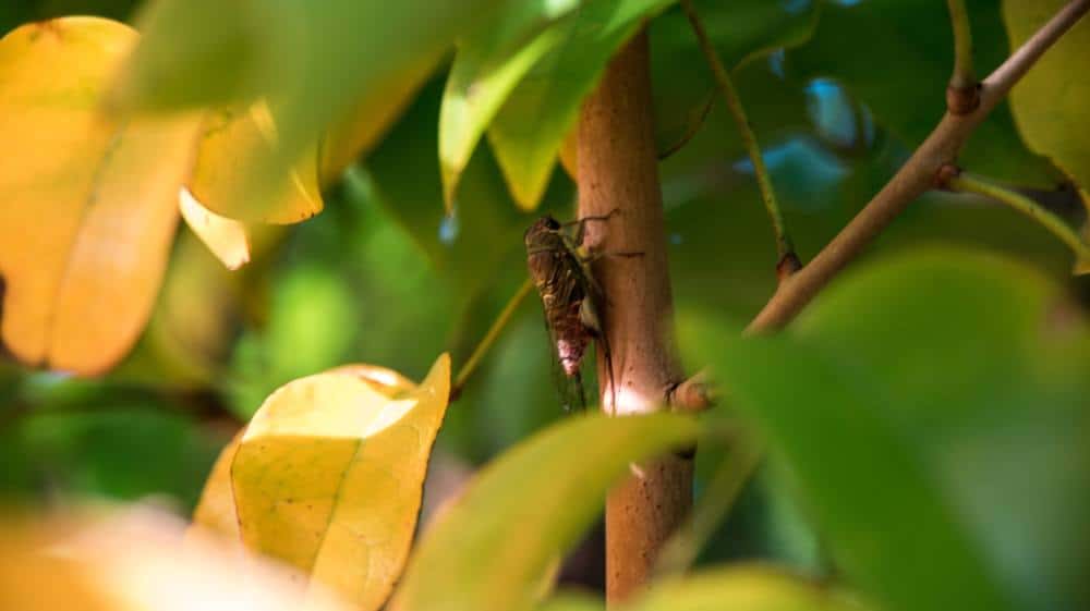 cigarra en la naturaleza