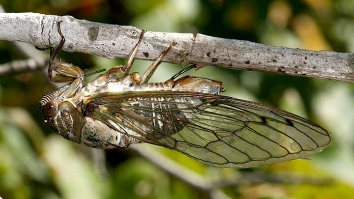 La cigarra en la naturaleza