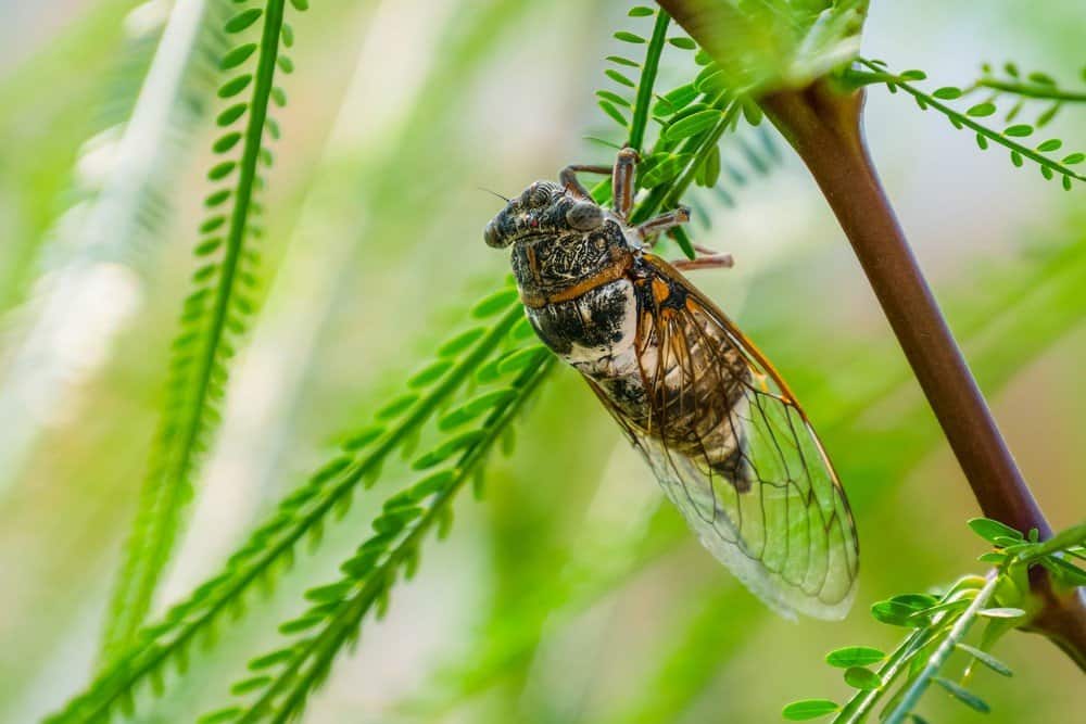 cigarra en la naturaleza