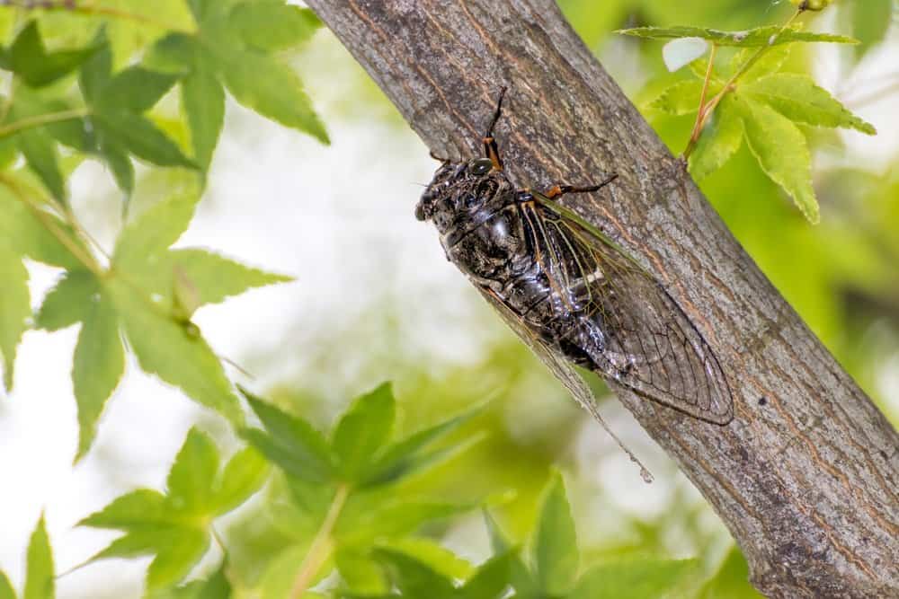 cigarra en la naturaleza