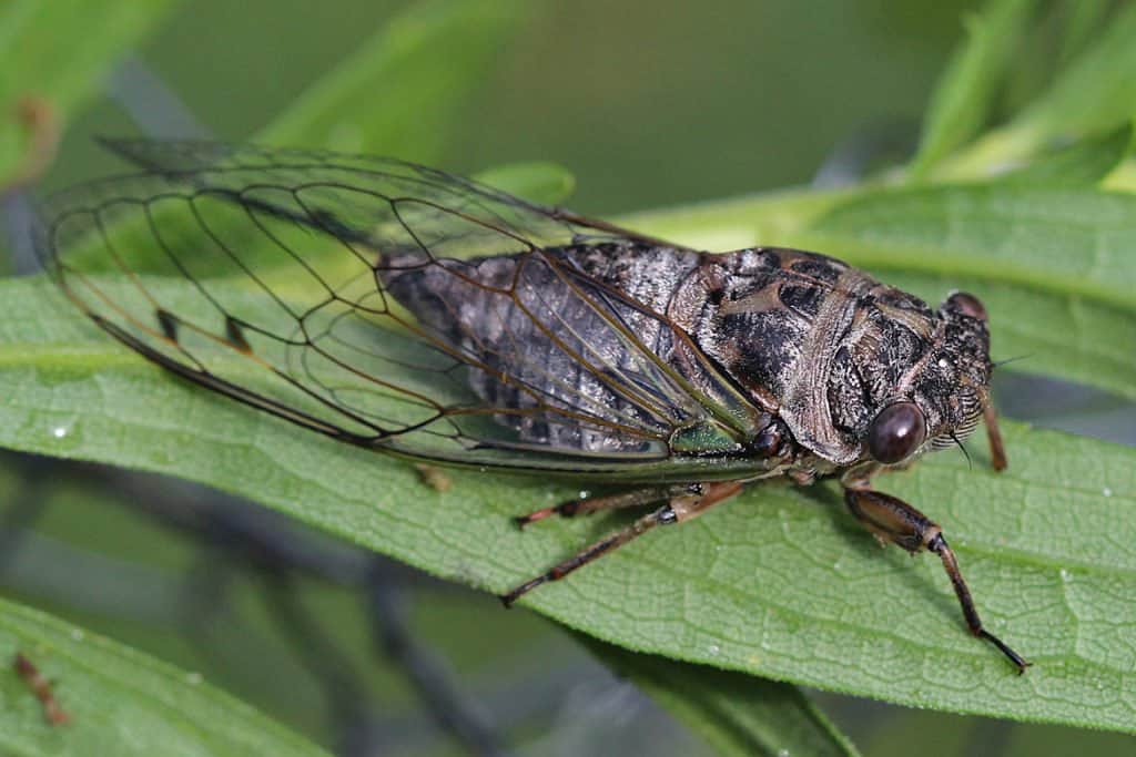 La cigarra en la naturaleza