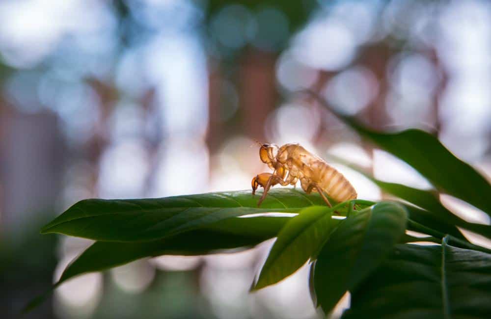 cigarras en la naturaleza