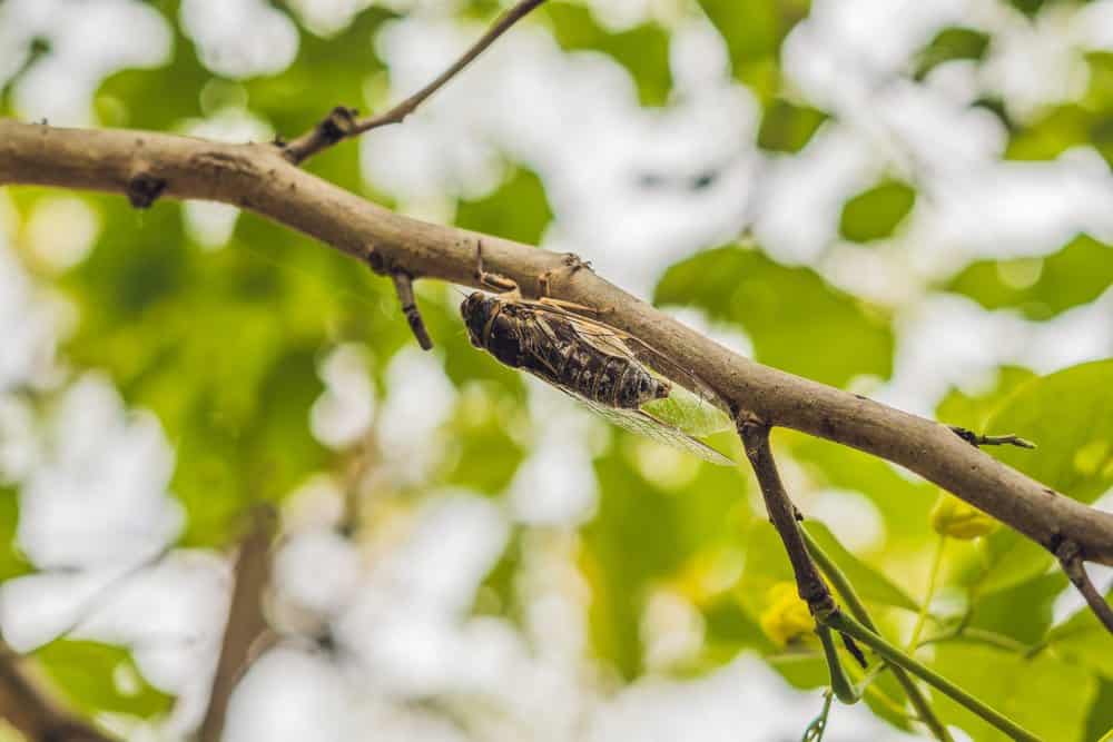 cigarra en la naturaleza