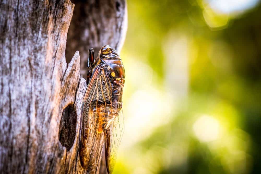 cigarra en la naturaleza