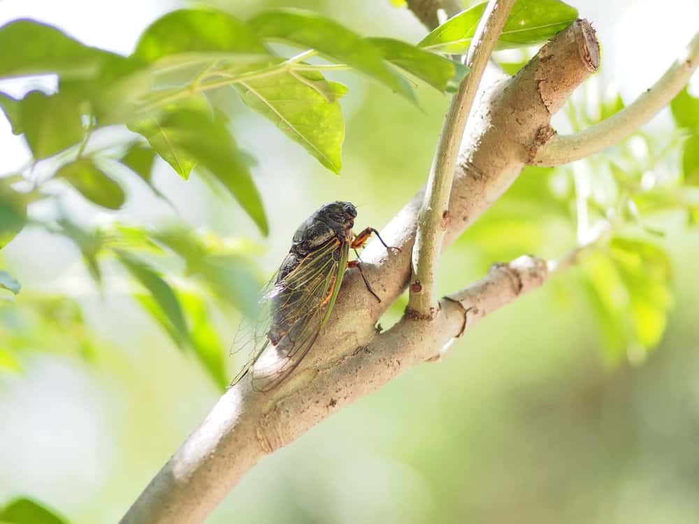 cigarra en la naturaleza