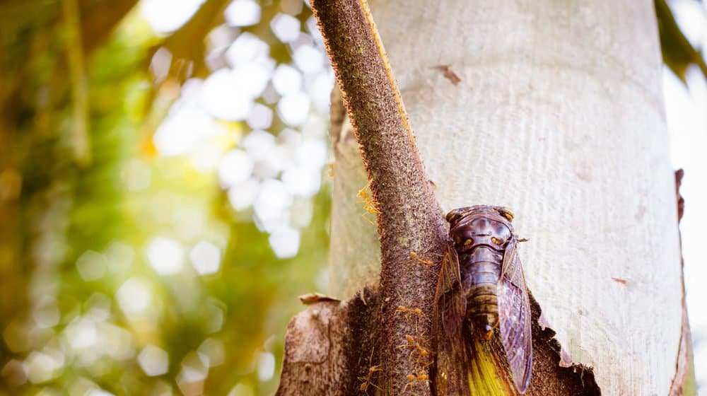 cigarra en la naturaleza