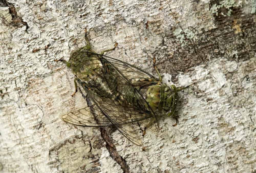 cigarras en la naturaleza