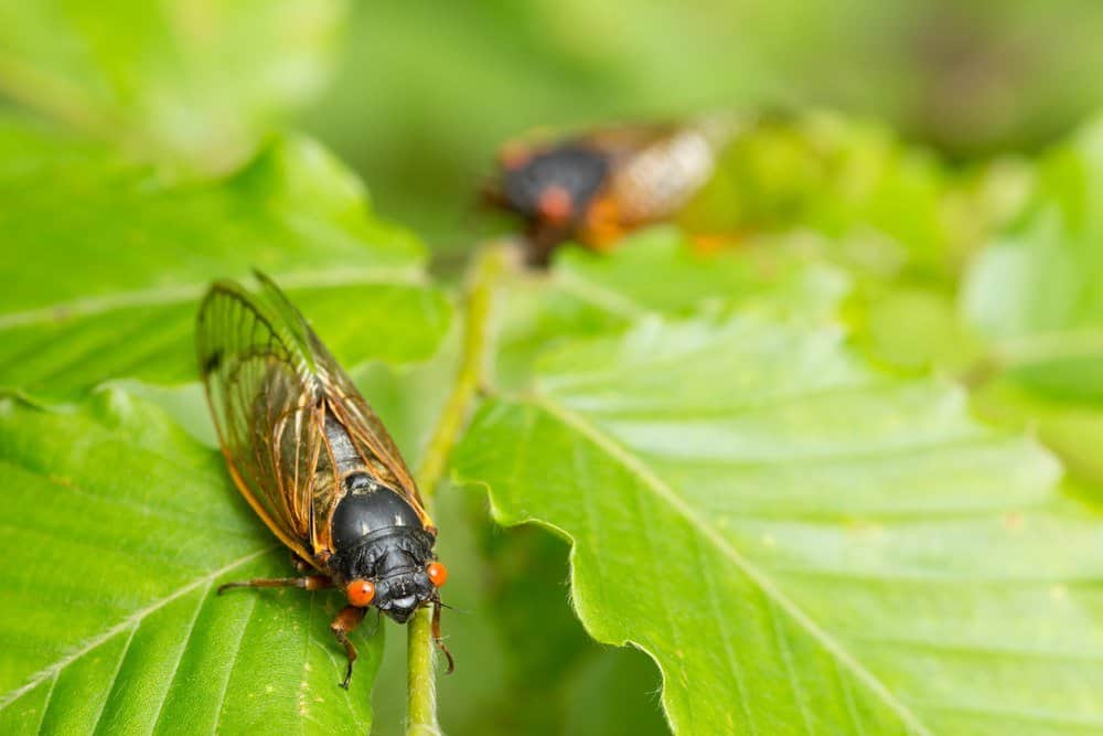 cigarras en la naturaleza