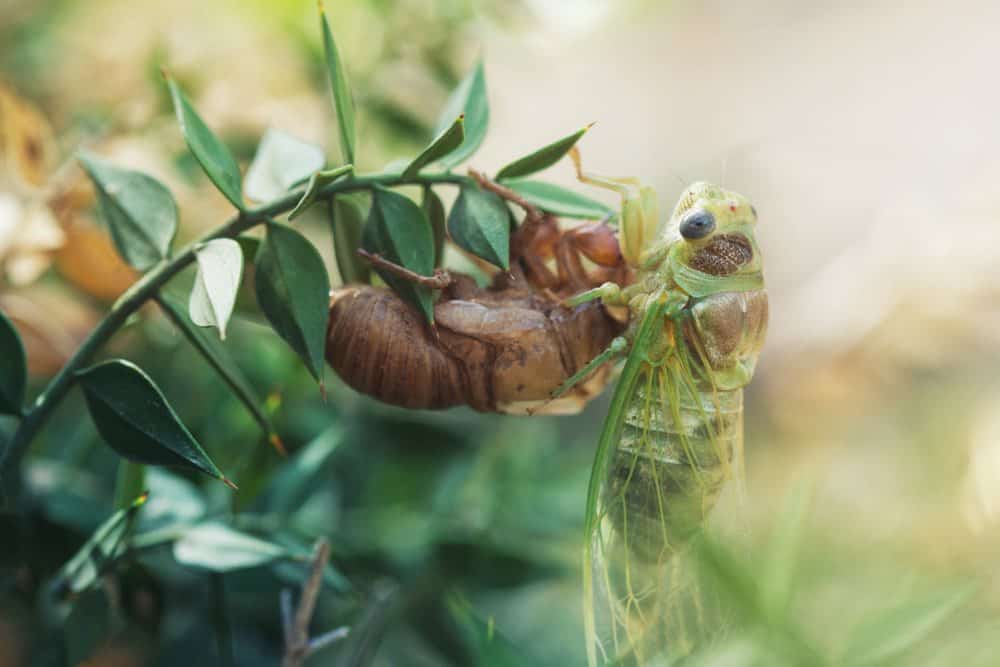 cigarras en la naturaleza