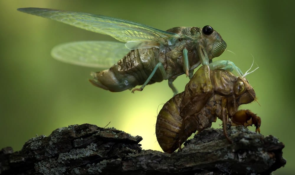 cigarras en la naturaleza