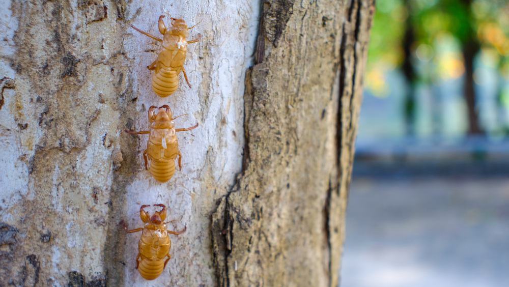 las cigarras en espléndida espléndida