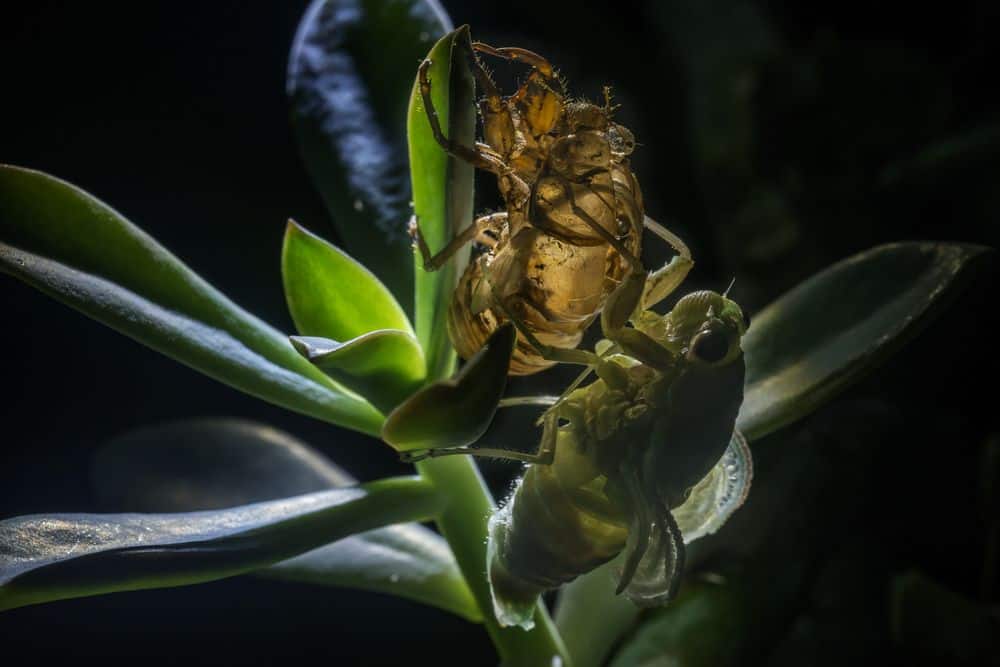 cigarras en la naturaleza