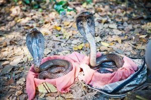 Dos serpientes de cobra