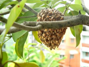 colmena de abejas en ramas